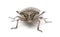 European stink bug, Rhaphigaster nebulosa