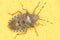 European stink bug / Rhaphigaster nebulosa