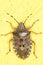 European stink bug / Rhaphigaster nebulosa