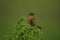 European stonechat bird (Saxicola rubicola)