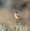 European Stonechat Female Perched on Twig