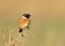 European stonechat perched against clear background