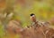 European stonechat perching on a fern branch