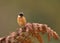 European stonechat perching on a fern branch