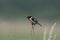 European Stonechat, Saxicola rubicola