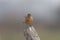 European Stonechat, Saxicola rubicola