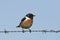 European stonechat (Saxicola rubicola)