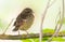 European stonechat, Saxicola rubicola. A very young chick is sitting on a tree branch, waiting for parents to bring food