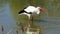 European stork catching frog
