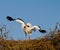 European stork on her nest in distress
