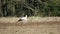 European Stork on a plowed field during agricultural work. Bird is looking for food in early spring