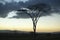 European storks at dusk on Acacia Tree in Lewa Conservancy, Kenya, Africa