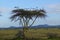 European storks at dusk on Acacia Tree in Lewa Conservancy, Kenya, Africa