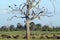 European storks in tree and cape buffalo at sunset in Tsavo National park, Kenya, Africa