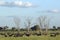 European storks in tree and cape buffalo at sunset in Tsavo National park, Kenya, Africa