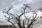 European storks on tree in Lewa Conservancy, Kenya, Africa