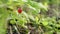 European strawberry into the wild. Alpine strawberry. Fragaria vesca.