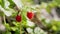 European strawberry into the wild. Alpine strawberry. Fragaria vesca.