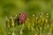 European Striped shield bug on a green plant