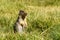 European suslik gopher or ground squirrel in the wilderness outside.