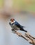 European Swallow