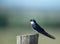 European Swallow, Gauging, South Africa.