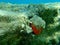 European thorny oyster Spondylus gaederopus coveded by oyster sponge or orange-red encrusting sponge Crambe crambe undersea.