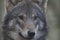 European timber wolf close up portrait in pine woods with background