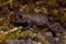 European toad, Bufo bufo 15 mm baby