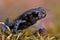 European toad, Bufo bufo 15 mm baby