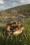 European toad Bufo bufo, couple in heat, male and female in their natural environment