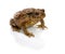 European toad, bufo bufo, in front of a white background