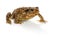European toad, bufo bufo, in front of a white background