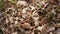 European toad walking on forest floor