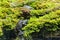 European toads mating on wet moss