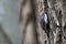 european tree creeper hangs on a tree in the forest