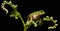 European tree frog crawling at night