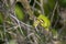 European Tree Frog in the dunes