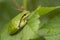 European Tree Frog in the dunes