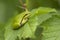 European Tree Frog in the dunes