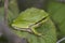 European Tree Frog in the dunes