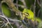 European Tree Frog in the dunes