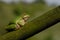 European tree frog (Hyla arborea formerly Rana arborea)