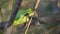 European tree frog, Hyla arborea, sitting on grass straw with clear green background.