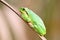 The European tree frog Hyla arborea sitting on a reed. Green frog with a yellow background