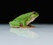 European tree frog on a reflecting white plate