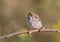 European tree sparrow sits on the branch