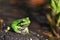 European Treefrog - Hyla arborea