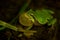 European Treefrog - Hyla arborea