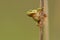 European Treefrog - Hyla arborea